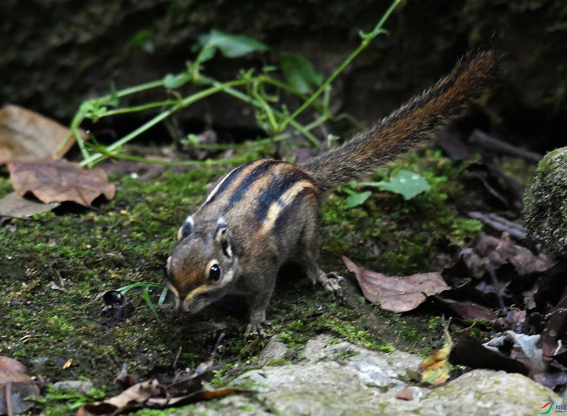 DSC_4300.jpg