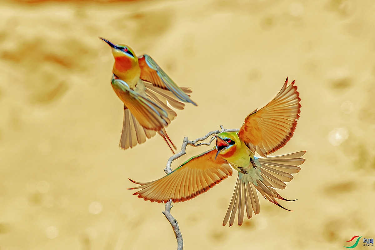DSC_8129-����ǿ.jpg
