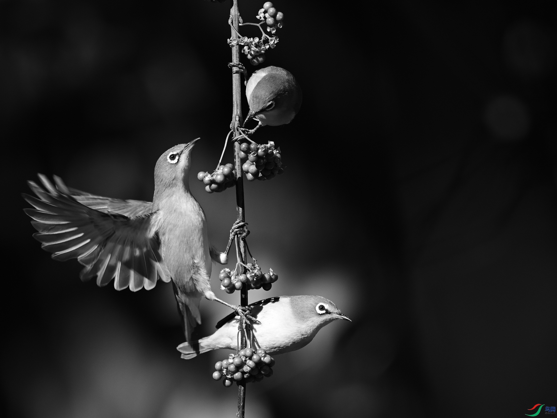 DSC_7704.JPG