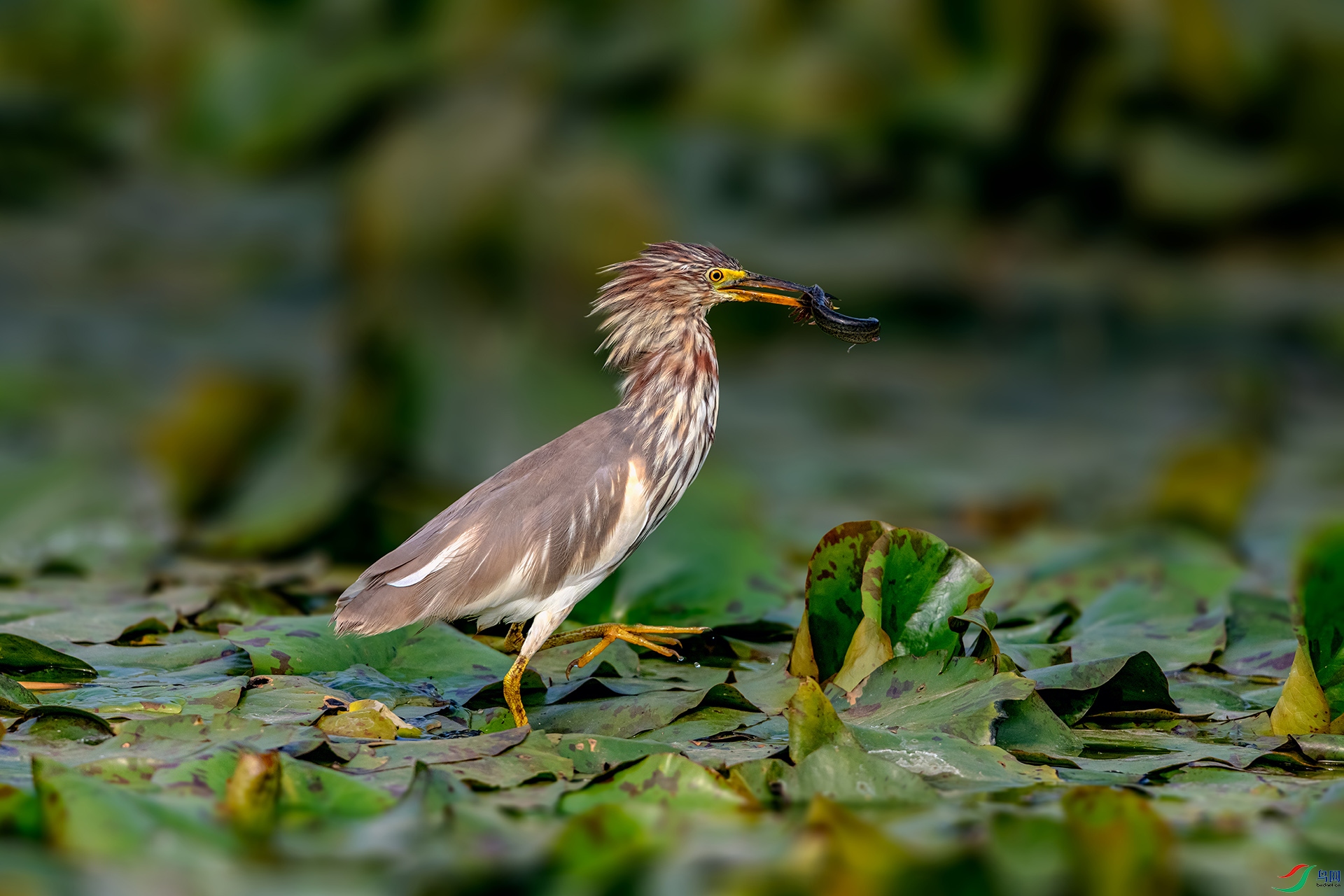 _AUU9765 С���ջ�(26.3.21).jpg