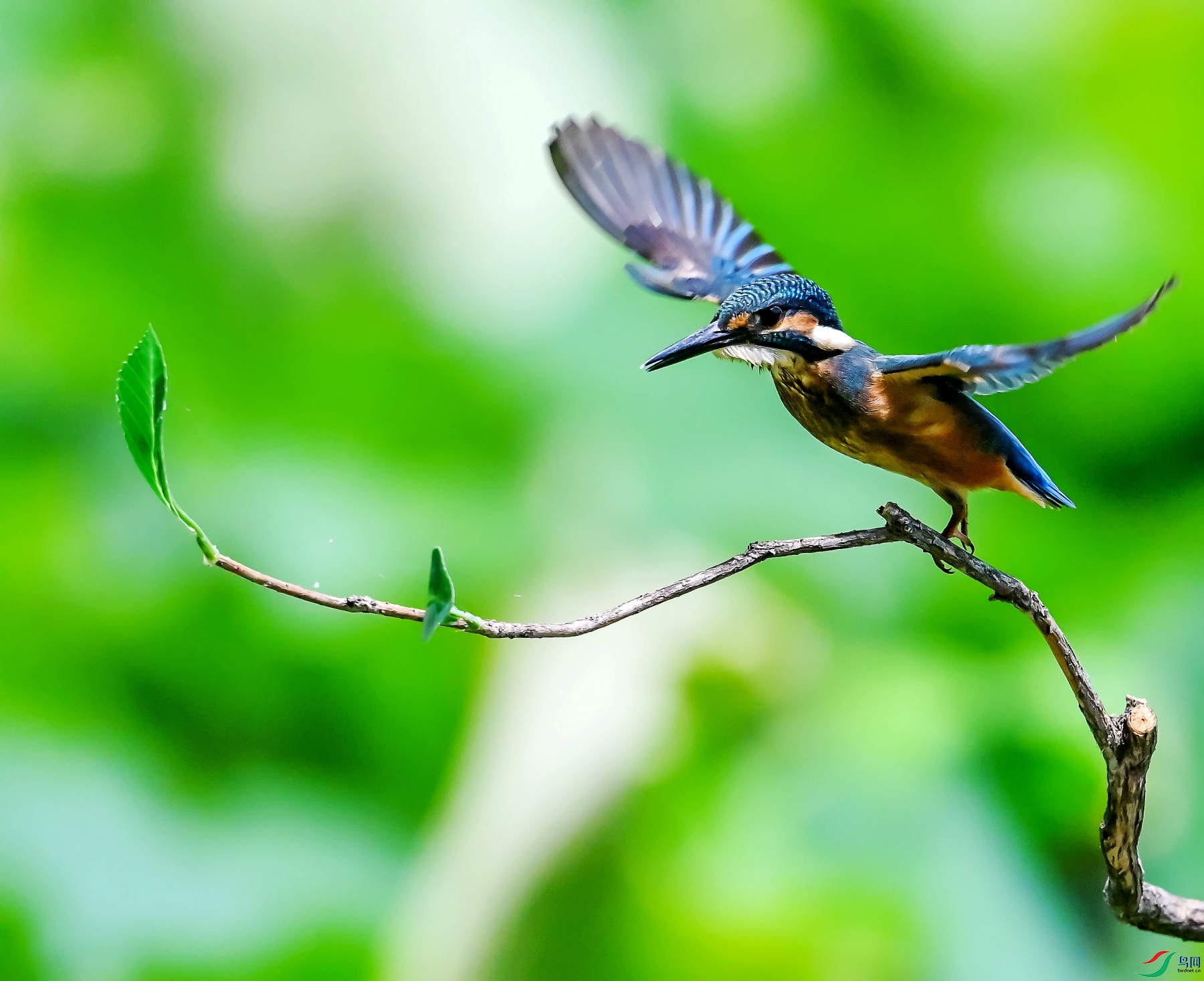 DSC_2129---_conew1.jpg