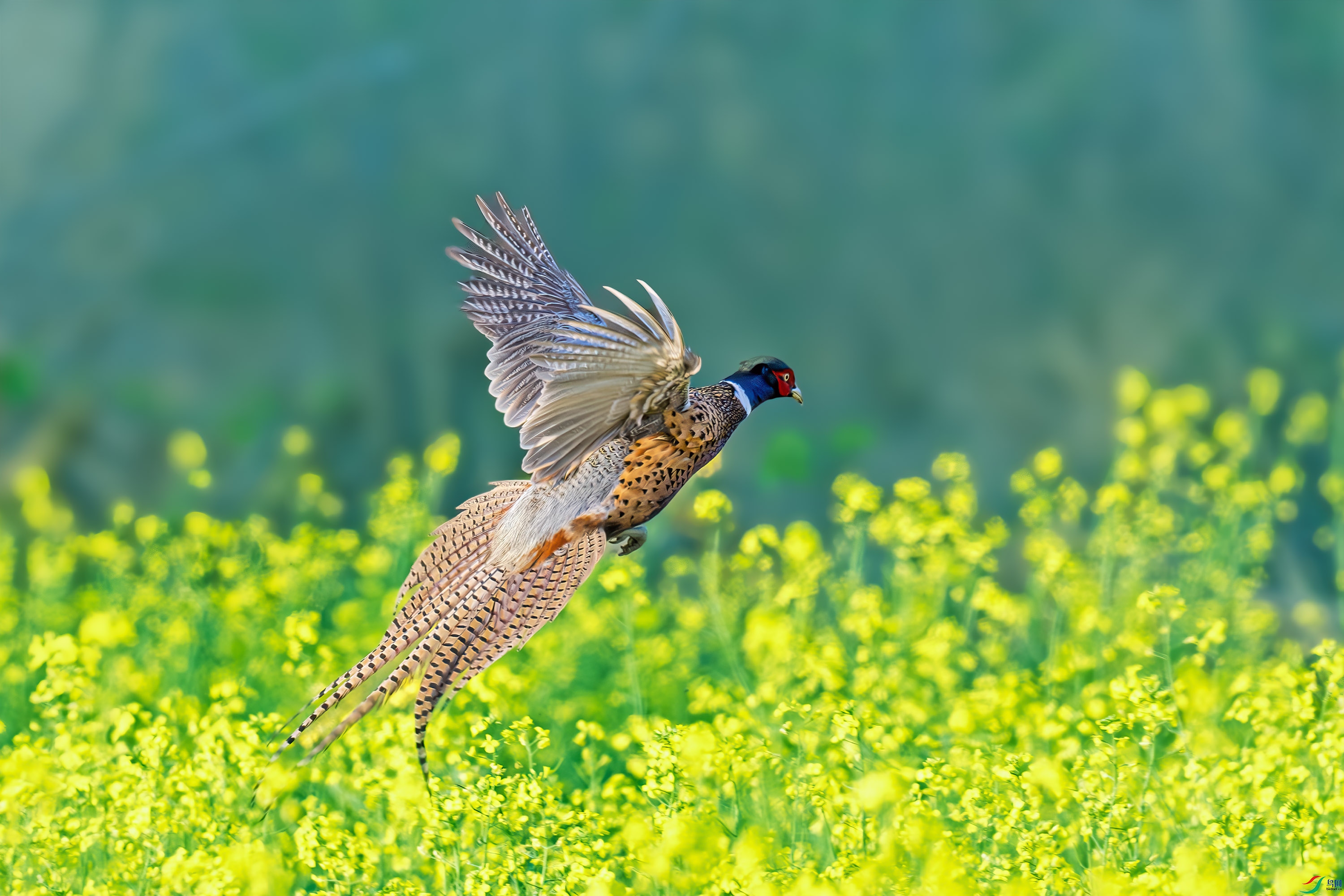 DSD_7342.jpg
