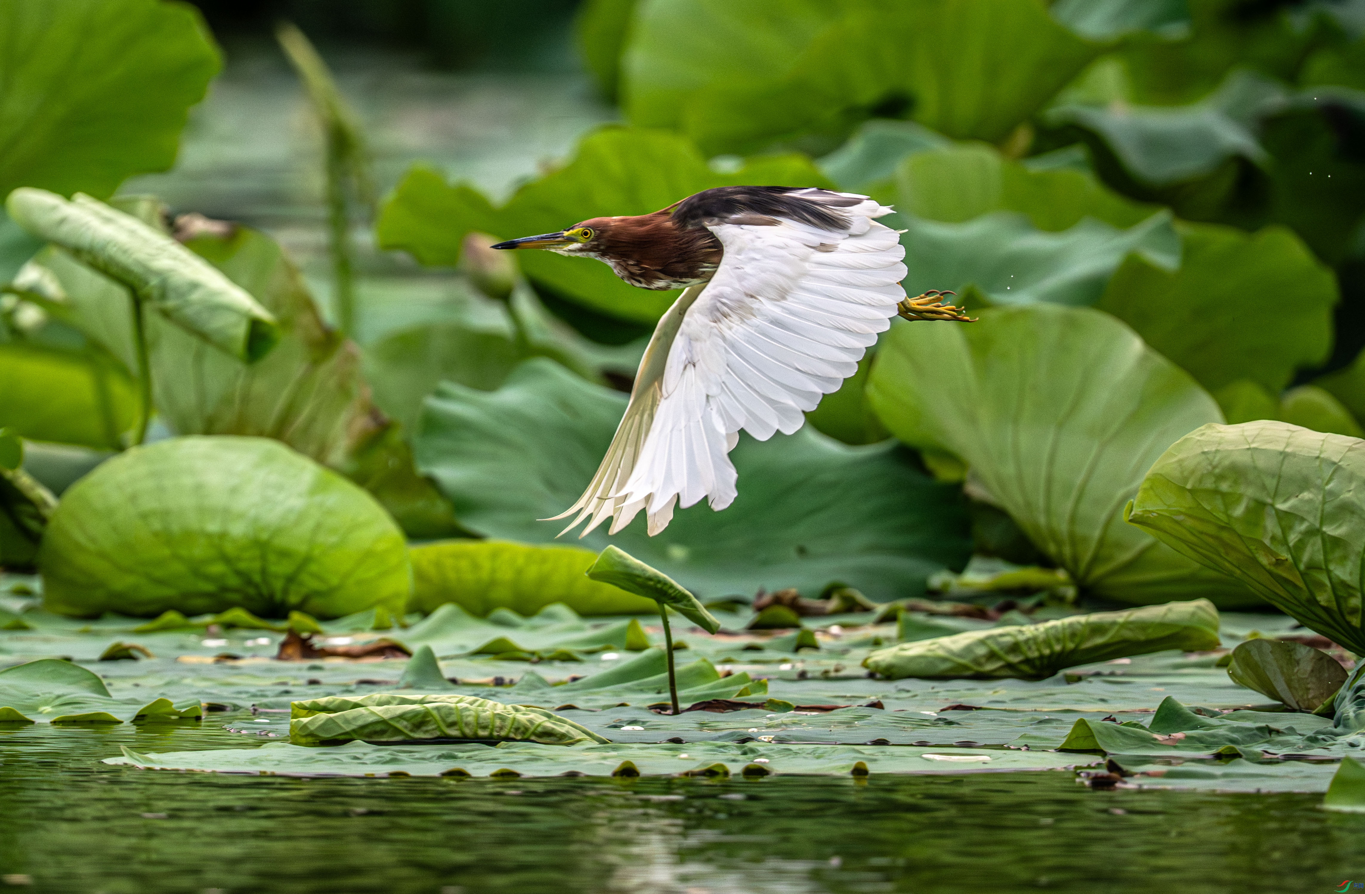 DSC_5055_1.jpg