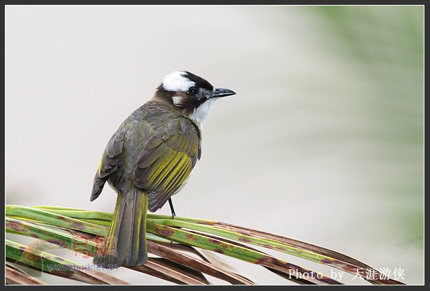 [原創]白頭鵯 - 鳥類識別 bird identification 鳥網