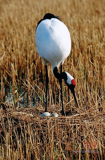丹顶鹤原创丹鹤的巢