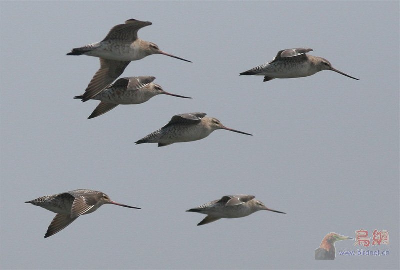[原创]丹东东港鸭绿江口湿地观鸟园