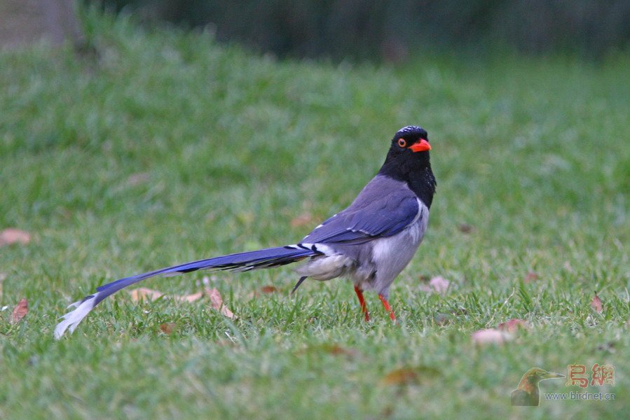 (红嘴蓝鹊)美丽的红嘴蓝鹊 - 林鸟版鸟网