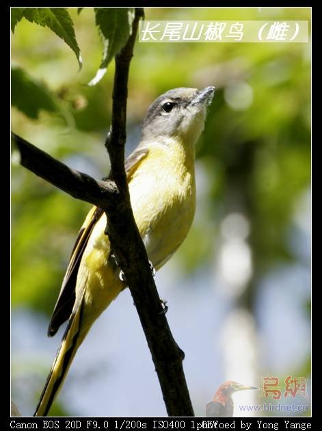 山椒鸟叫声 4648fc7f382d3.jpg