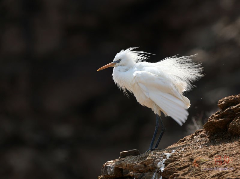 (黄嘴白鹭)昨天在山东海驴岛拍摄的黄嘴白鹭 - 水鸟版鸟网