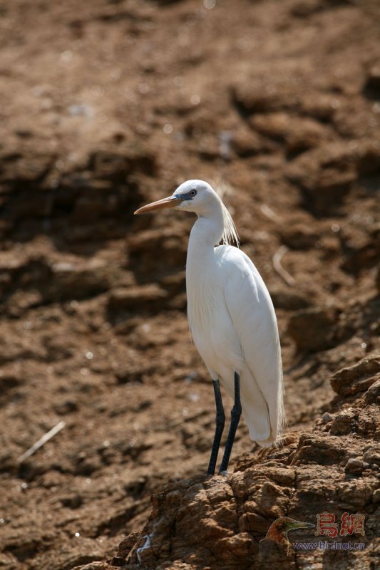 (黄嘴白鹭)昨天在山东海驴岛拍摄的黄嘴白鹭 - 水鸟版鸟网