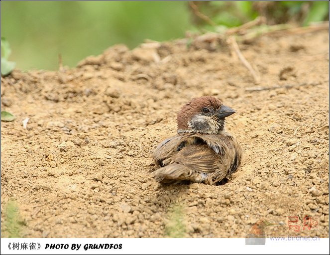 原创麻雀洗泥沙浴