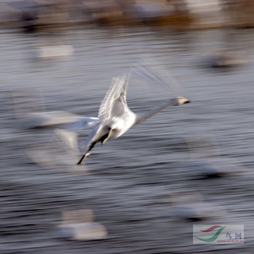 自由飞翔的天鹅 467a75848be5f.jpg