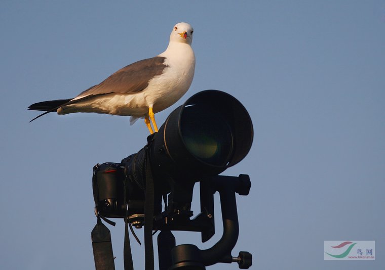 [����]������Ƭ�Ա�.......��ҳ尡�����ˮŶ