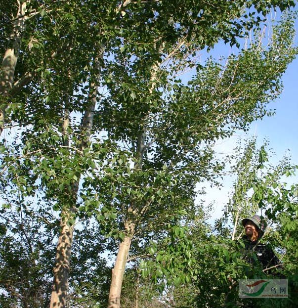 [ԭ��]Re:[����]������Ƭ�Ա�.......��ҳ尡�����ˮŶ