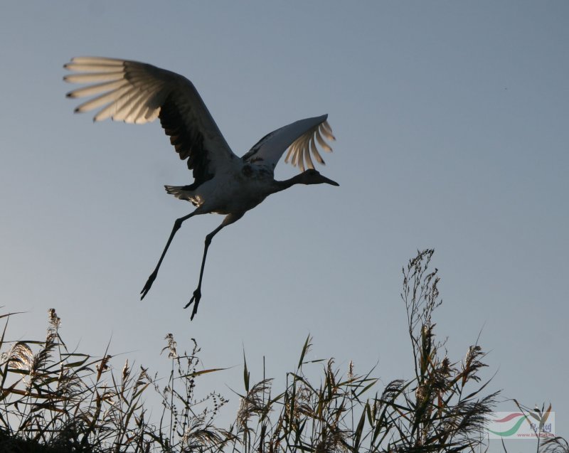 丹顶鹤孤鹤两幅