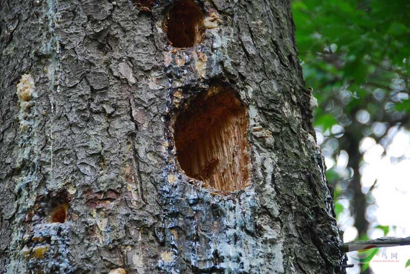 啄木鸟啄的树洞密集图图片