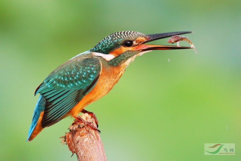 һ���´ʡ�С�䡷