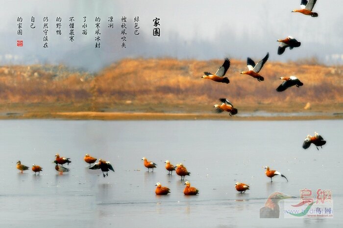 ƽң��ѩ����԰��