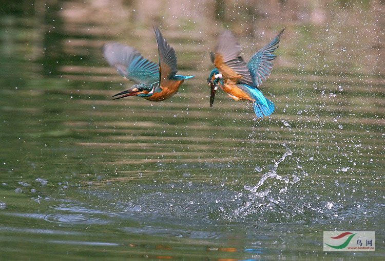 ECOL��˫����ս��