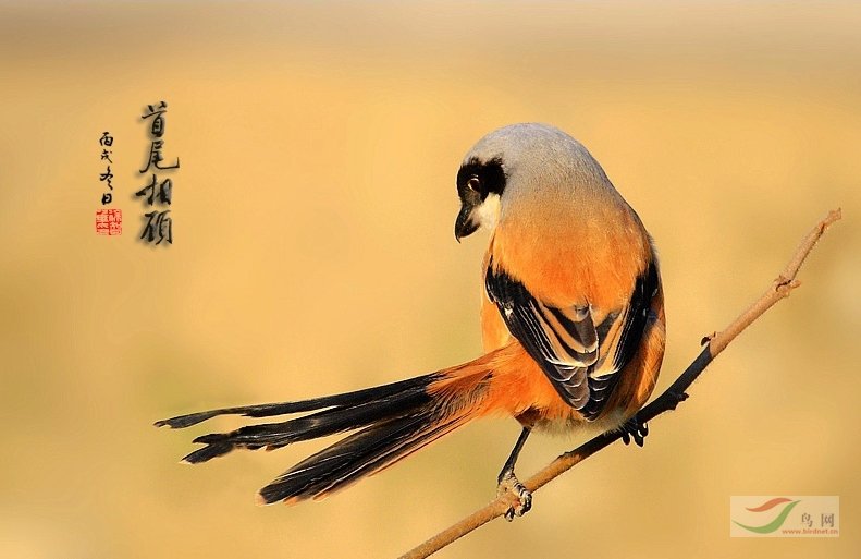 ���³��ơ���β��ˡ�