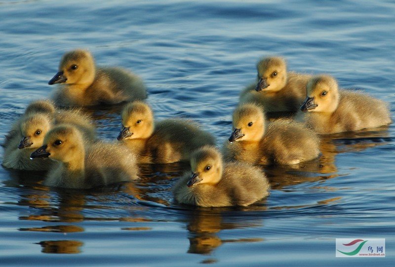 ���ȵ����硶������Ρ�