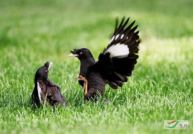 ��Դ��ʿ���˸簮��硷