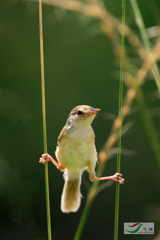 ɽ�ﺺ�ӡ��Ӽ����ݡ�