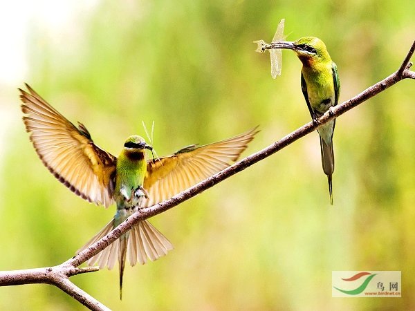 *����*�������ķ���