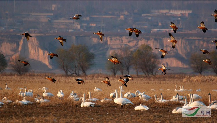 ���顶��г��԰��