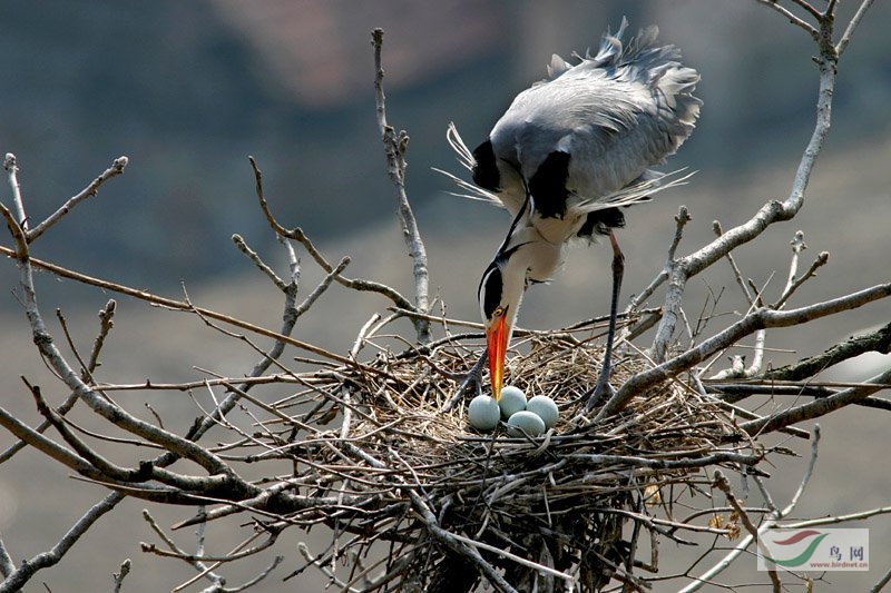 ��ɽ����гδ����