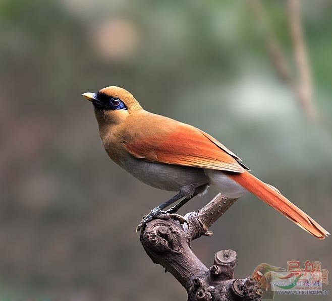 tss�������̡�