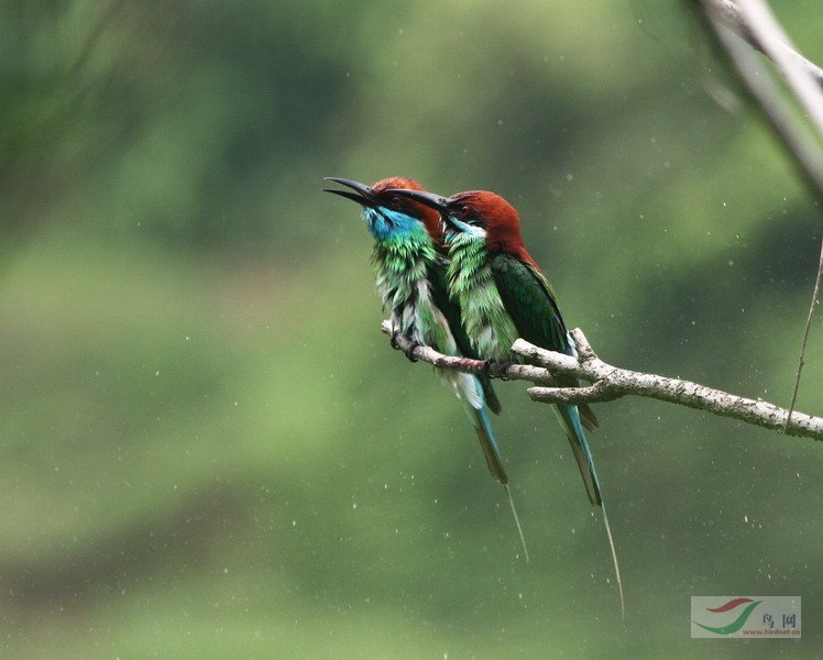 jerry����ԡ��