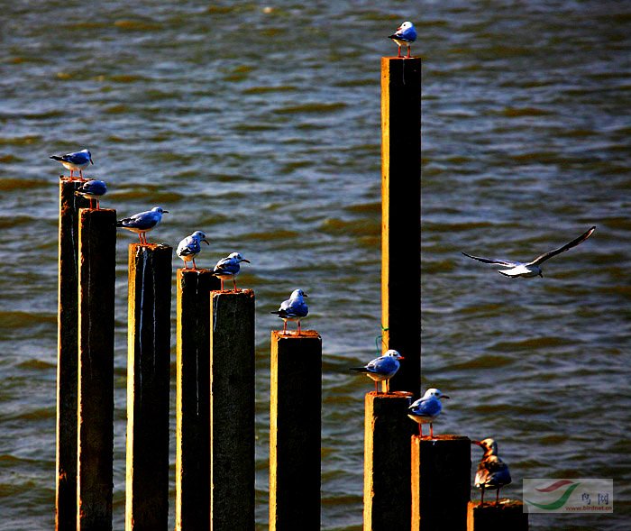 Ҧ���˼ҡ�������