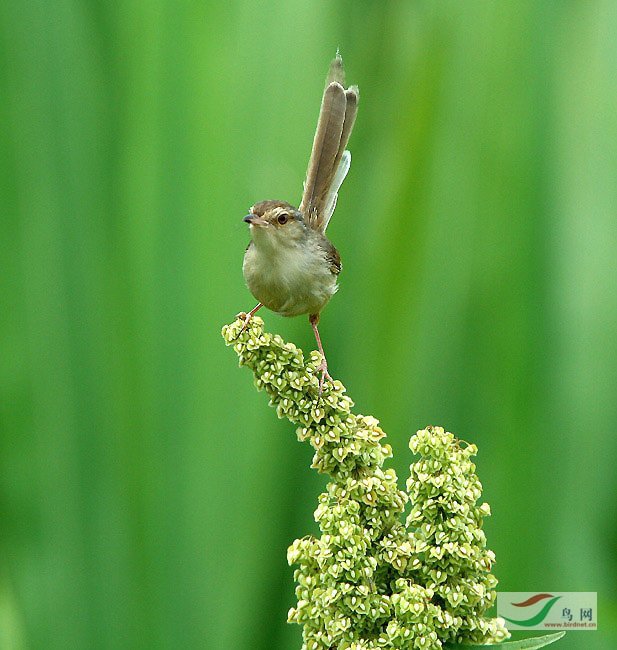 ���ߡ��Ӹ����¡�