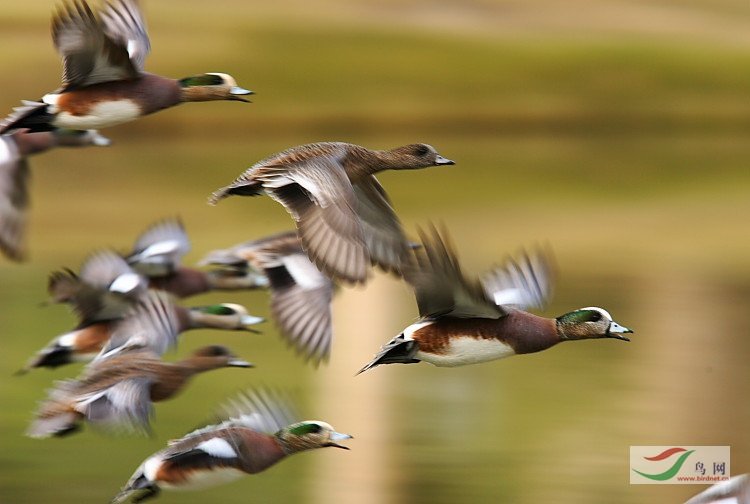 �ſա�Զ����