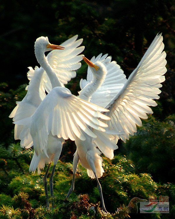 ��������ӵ�ұ���