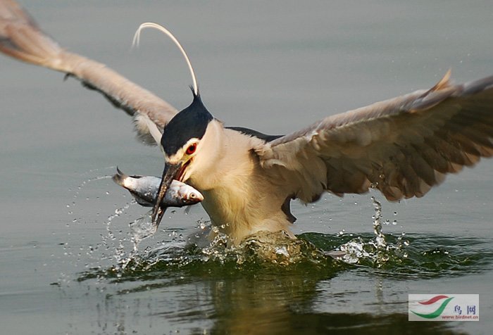 ССʯʯ��ץ���˲�䡷