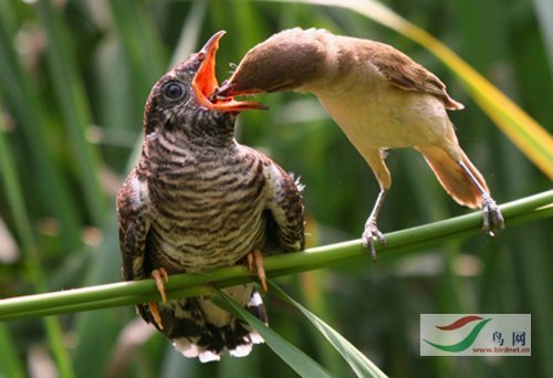 ���ܣ���ľ����«�����֡�����έݺ��