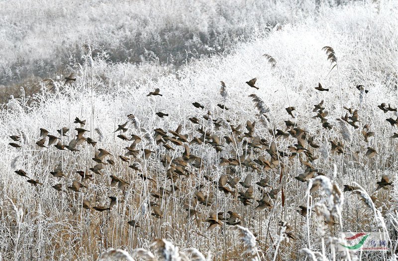 �۷�֮�⡶ѩҰ���衷