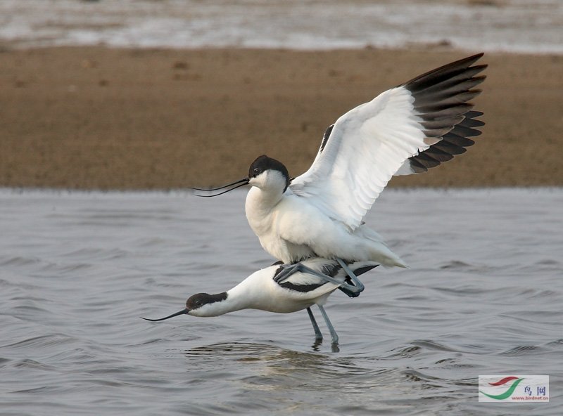 �����ޡ������֡�