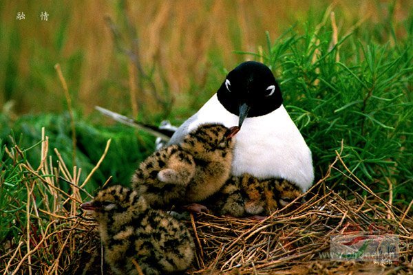 ��2007����֮�ġ�Ұ��������Ӱ������ί��Ʒչʾ