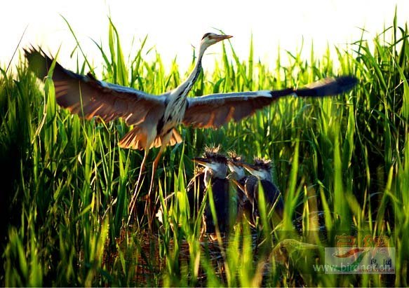 ��2007����֮�ġ�Ұ��������Ӱ������ί��Ʒչʾ