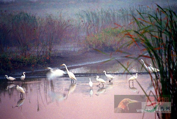 ��2007����֮�ġ�Ұ��������Ӱ������ί��Ʒչʾ