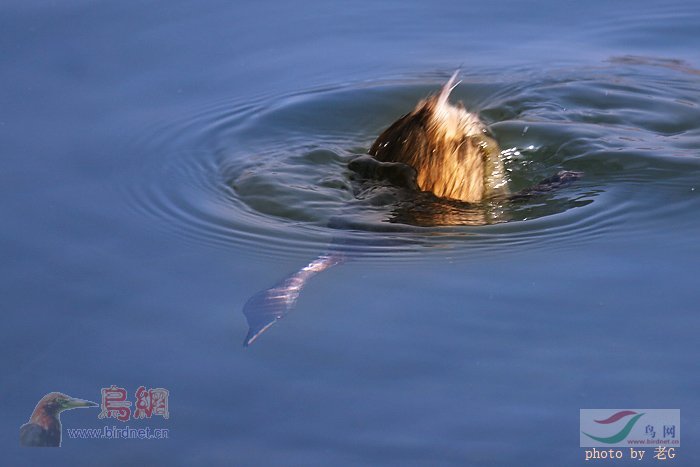 Re:��2007����֮�ġ�Ұ��������Ӱ������ί��Ʒչʾ