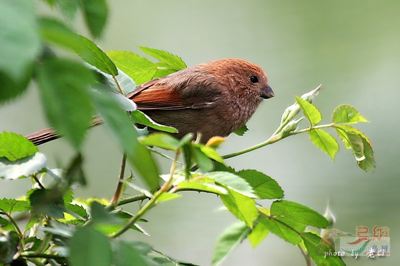 Re:��2007����֮�ġ�Ұ��������Ӱ������ί��Ʒչʾ