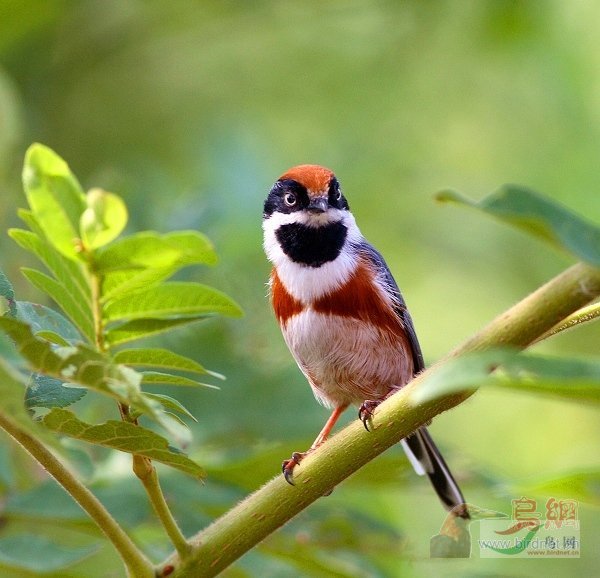 Re:��2007����֮�ġ�Ұ��������Ӱ������ί��Ʒչʾ