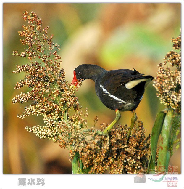 Re:��2007����֮�ġ�Ұ��������Ӱ������ί��Ʒչʾ