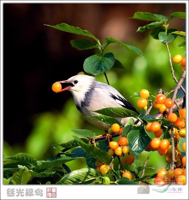 Re:��2007����֮�ġ�Ұ��������Ӱ������ί��Ʒչʾ