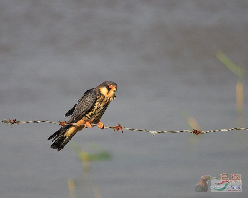 Re:��2007����֮�ġ�Ұ��������Ӱ������ί��Ʒչʾ