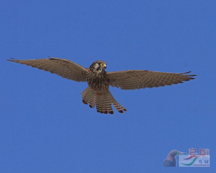 Re:��2007����֮�ġ�Ұ��������Ӱ������ί��Ʒչʾ